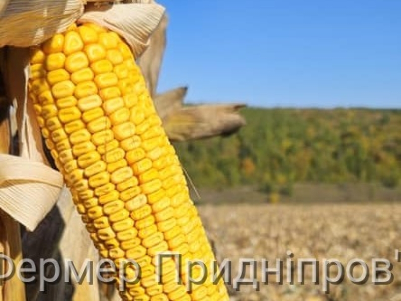Ціни на кукурудзу в Україні продовжують зростати
