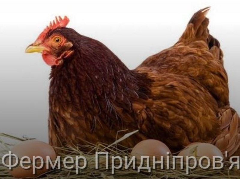 Дефіцит яєць у Польщі очікується на рівні 20%