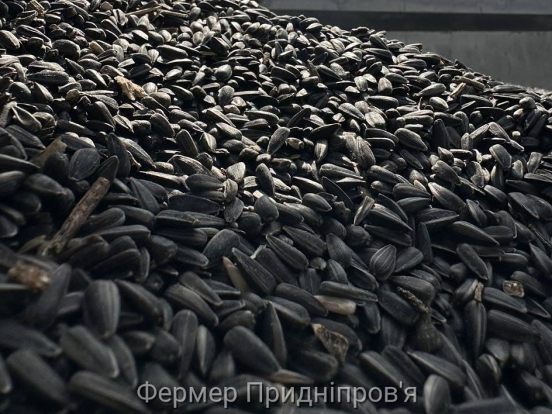 Перші форвардні котирування соняшнику нового врожаю обговорюються на рівні 500–520 $/т 