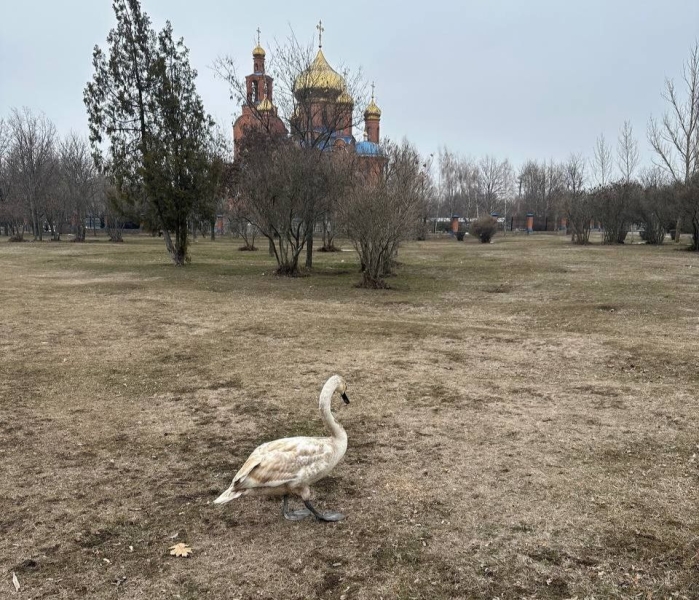 У Покрові небайдужі мешканці врятували лебедя, який відбився від зграї