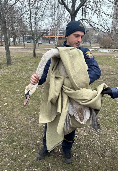 У Покрові небайдужі мешканці врятували лебедя, який відбився від зграї