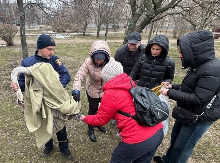 У Покрові небайдужі мешканці врятували лебедя, який відбився від зграї