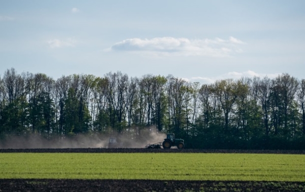 В Україні стартувала сівба гречки