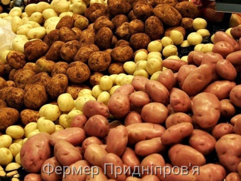 Попри понижувальний ціновий тренд, картопля в Україні надходить у продаж у середньому на 23% дорожче, ніж роком раніше