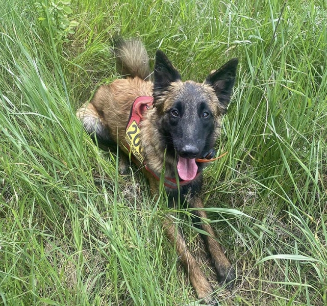 На Дніпропетровщині врятували 86-річну бабусю, яка пролежала у лісосмузі майже добу