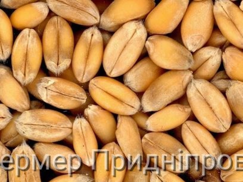 В Україні протягом тижня експортні закупівельні ціни на продовольчу пшеницю знизились