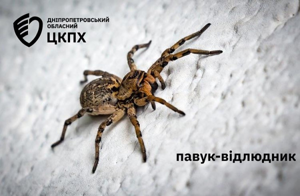 На Дніпропетровщині почастішали випадки покусів отруйних павуків