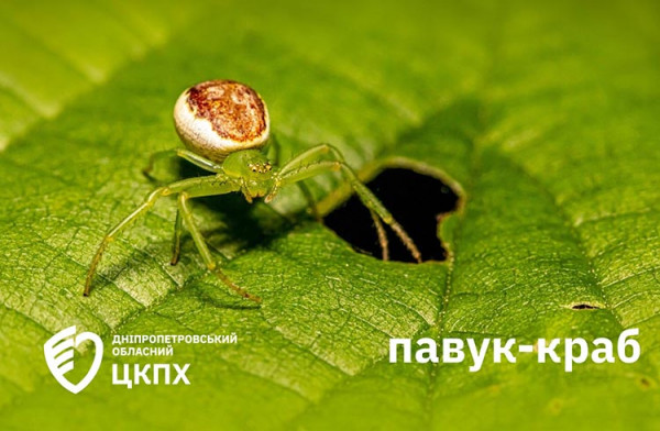 На Дніпропетровщині почастішали випадки покусів отруйних павуків