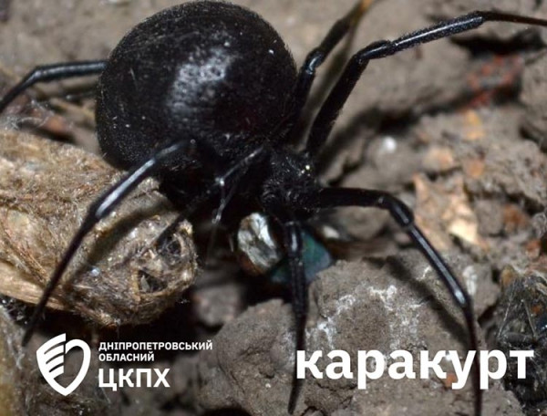 На Дніпропетровщині почастішали випадки покусів отруйних павуків