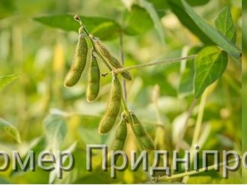 Рівненщина та Тернопільщина посіяли найбільші площі сої  