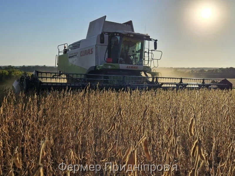 Внутрішній ринок ріпаку зберігає тенденцію до зростання цін