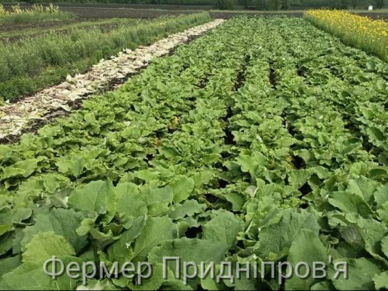 Їстівний лопух відрізняється від свого дикорослого родича