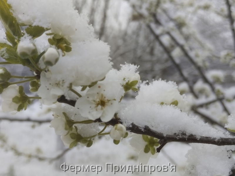 Хто вбиває український сад?