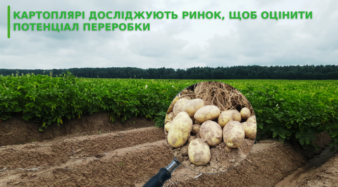 Картоплярі досліджують ринок, щоб оцінити потенціал переробки бараболі