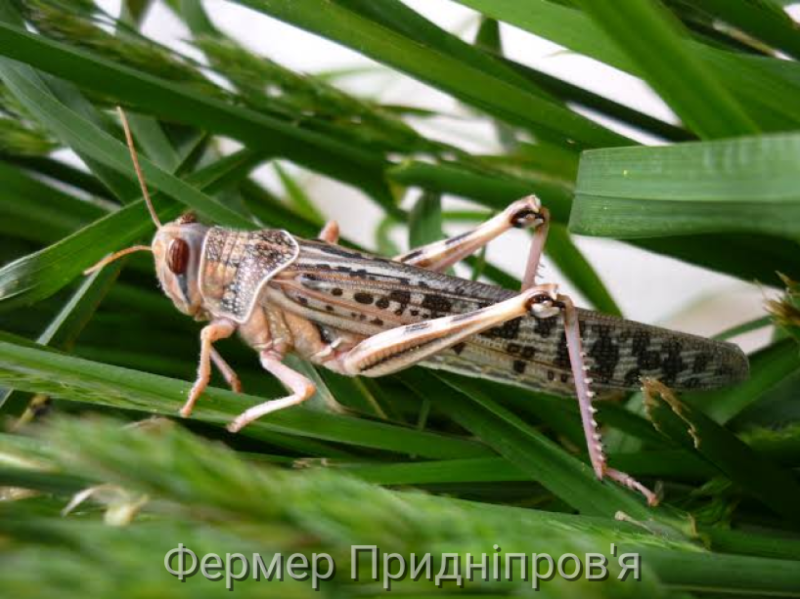 На території прибережних смуг Каховського водосховища у с. Вищетарасівка на Дніпропетровщині  виявлено саранові, чисельність яких не перевищує порогу шкодочинності, - Держпродспоживслужба