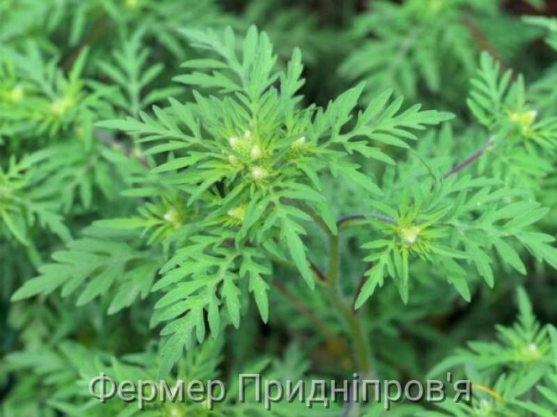 Слід не допускати цвітіння амброзії, - Держпродспоживслужба