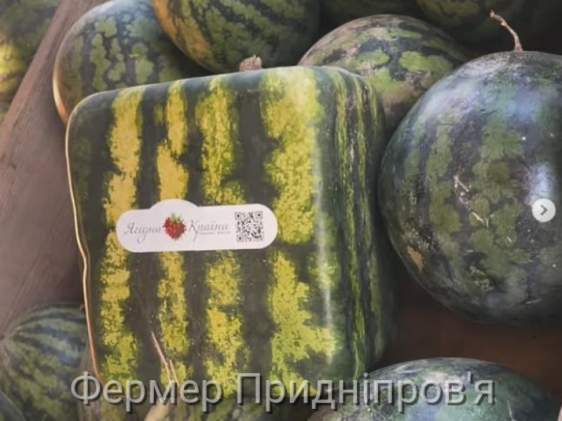 Вирощують і квадратні...