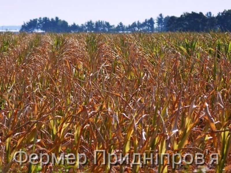 На Дніпропетровщині засихання рослин кукурудзи  сприяє зменшенню  розвитку шкідників