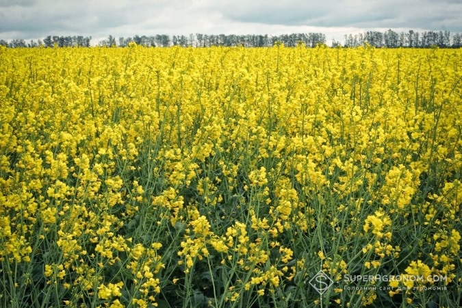 Україна продовжує нарощувати посіви ріпаку, який активно йде на біодизель